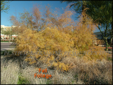 Fall Foliage