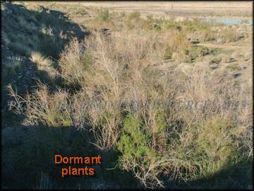 Dormant Trees