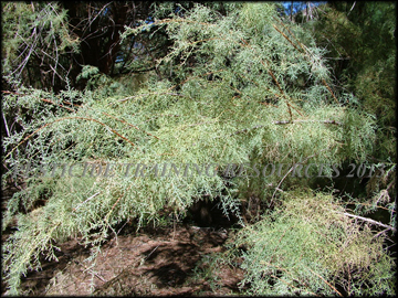 Foliage