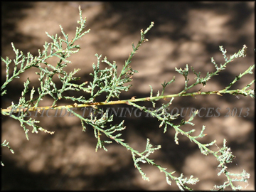 Foliage
