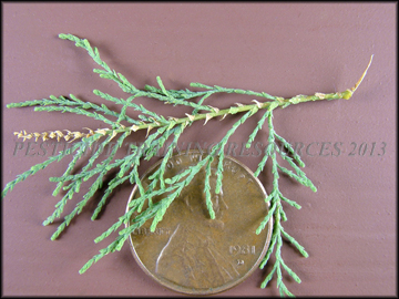Foliage