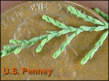 Foliage