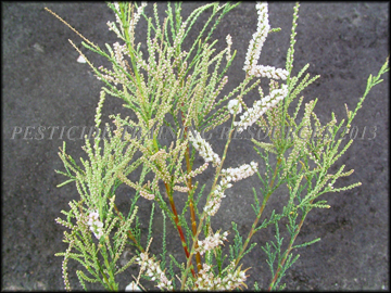 Flowers and Foliage