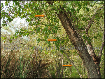 Vine on Willow
