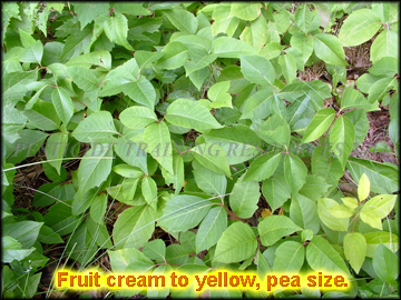 Leaflets