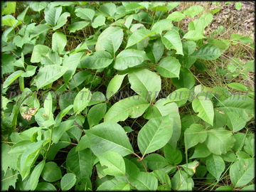 Leaflets