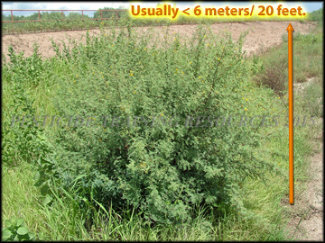 Flowering Plant