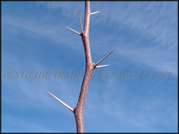 Spines