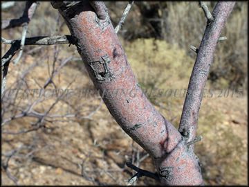 Young Bark