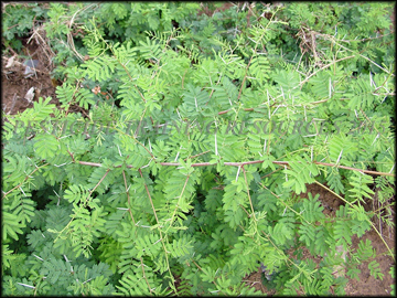 Plants