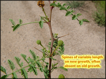 Spines
