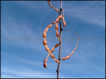 Fruit
