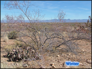 Winter Plant
