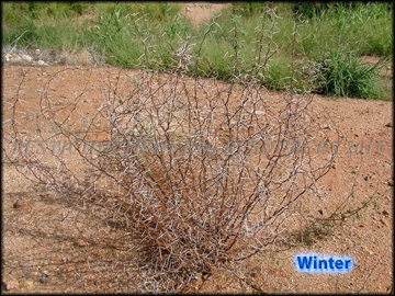Winter Plant